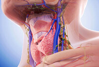 Фотографія Категорії Ліки для щитовидної залози