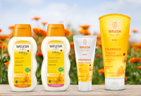 Фотографія Категорії Calendula