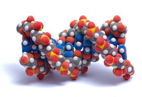 Фотографія Категорії Амінокислоти